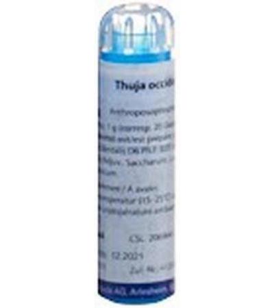 WELEDA THUJA GLOB D 6 4 G